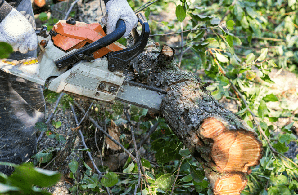 TREE SERVICE